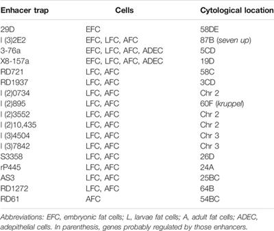 Origin and Development of the Adipose Tissue, a Key Organ in Physiology and Disease